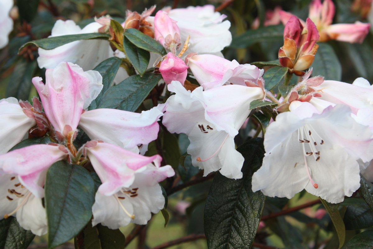 Fragrantissimum
